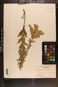 Solidago pulverulenta image