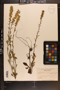 Solidago pulverulenta image