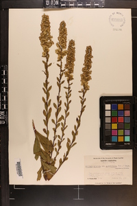 Solidago pulverulenta image