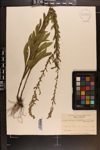 Solidago pulverulenta image