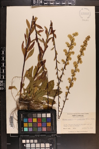 Solidago pulverulenta image