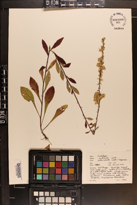 Solidago pulverulenta image