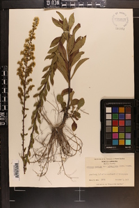 Solidago pulverulenta image