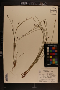 Eleocharis melanocarpa image