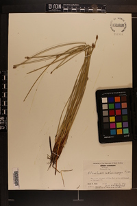 Eleocharis melanocarpa image