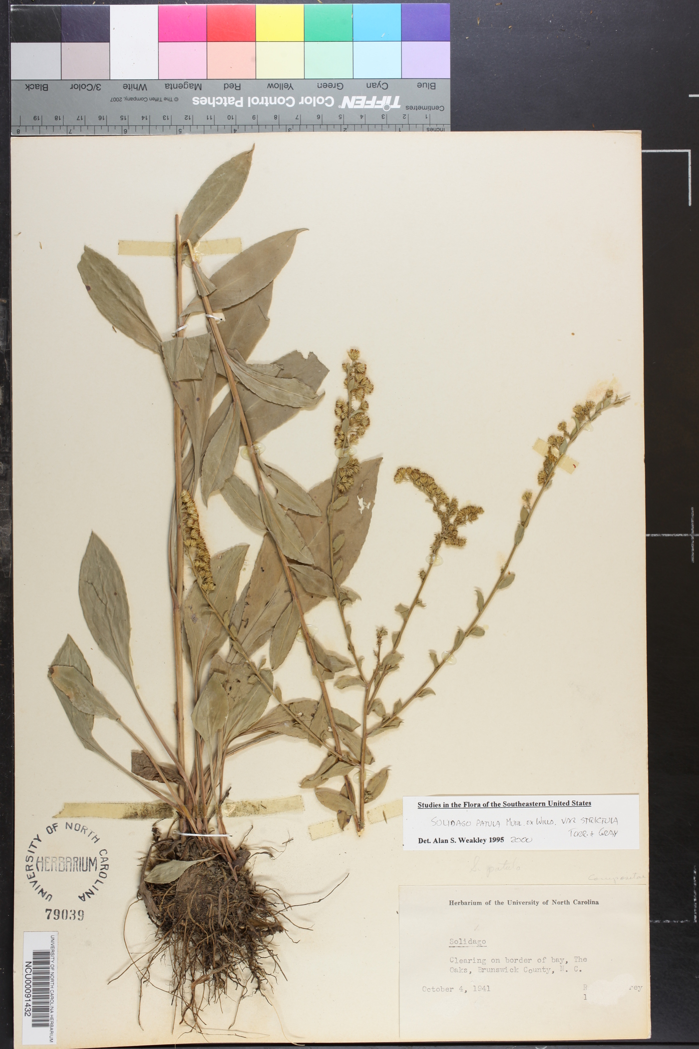 Solidago patula var. strictula image