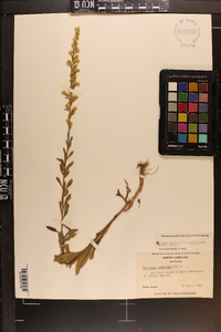 Solidago pulverulenta image