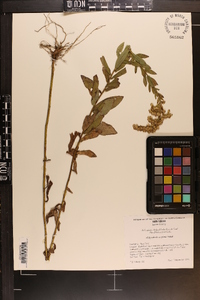 Solidago fistulosa image