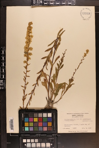 Solidago pulverulenta image