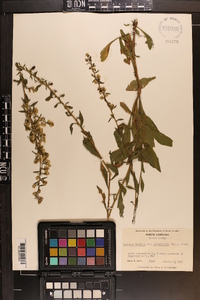 Solidago pulverulenta image