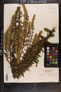 Solidago pulverulenta image