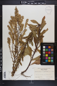 Solidago squarrosa image