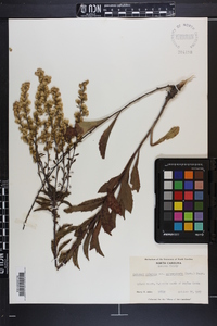 Solidago pulverulenta image