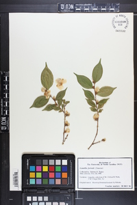 Image of Camellia forrestii