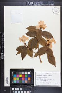 Camellia grijsii image