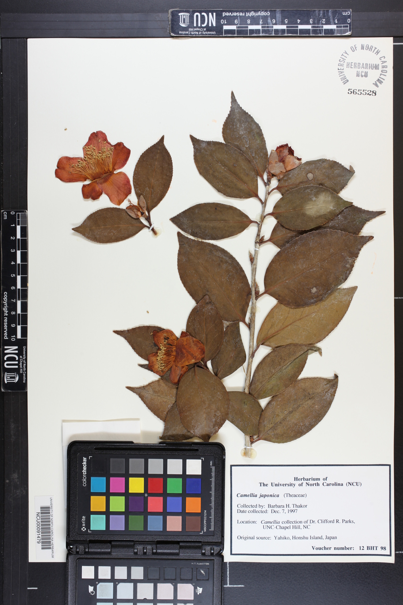 Camellia japonica image