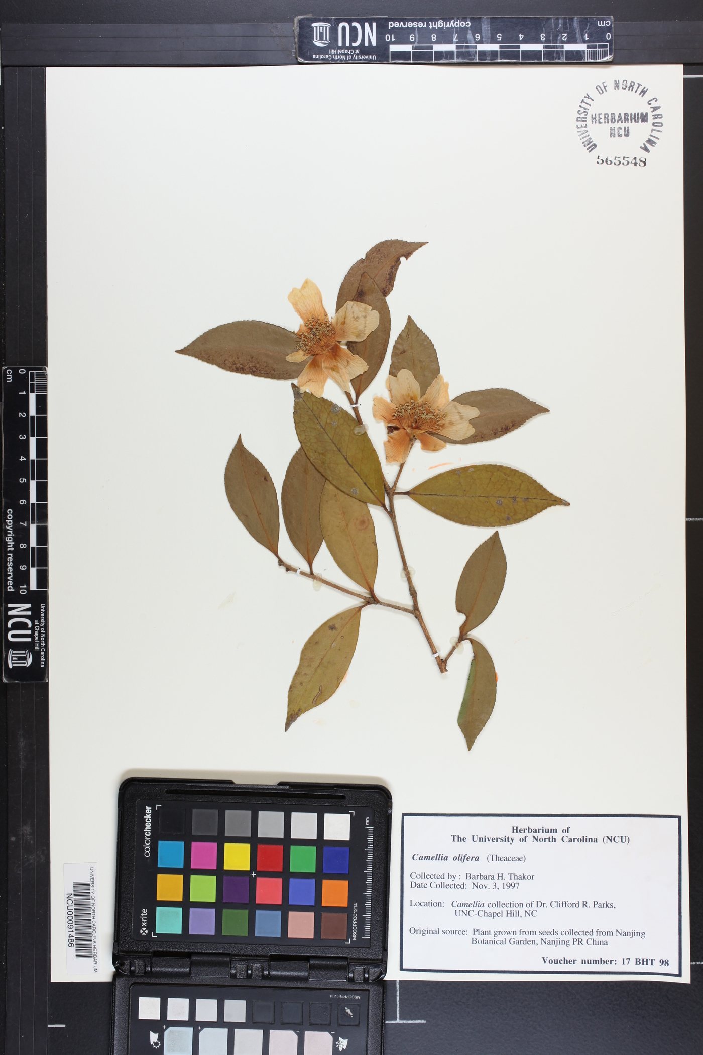 Camellia oleifera image