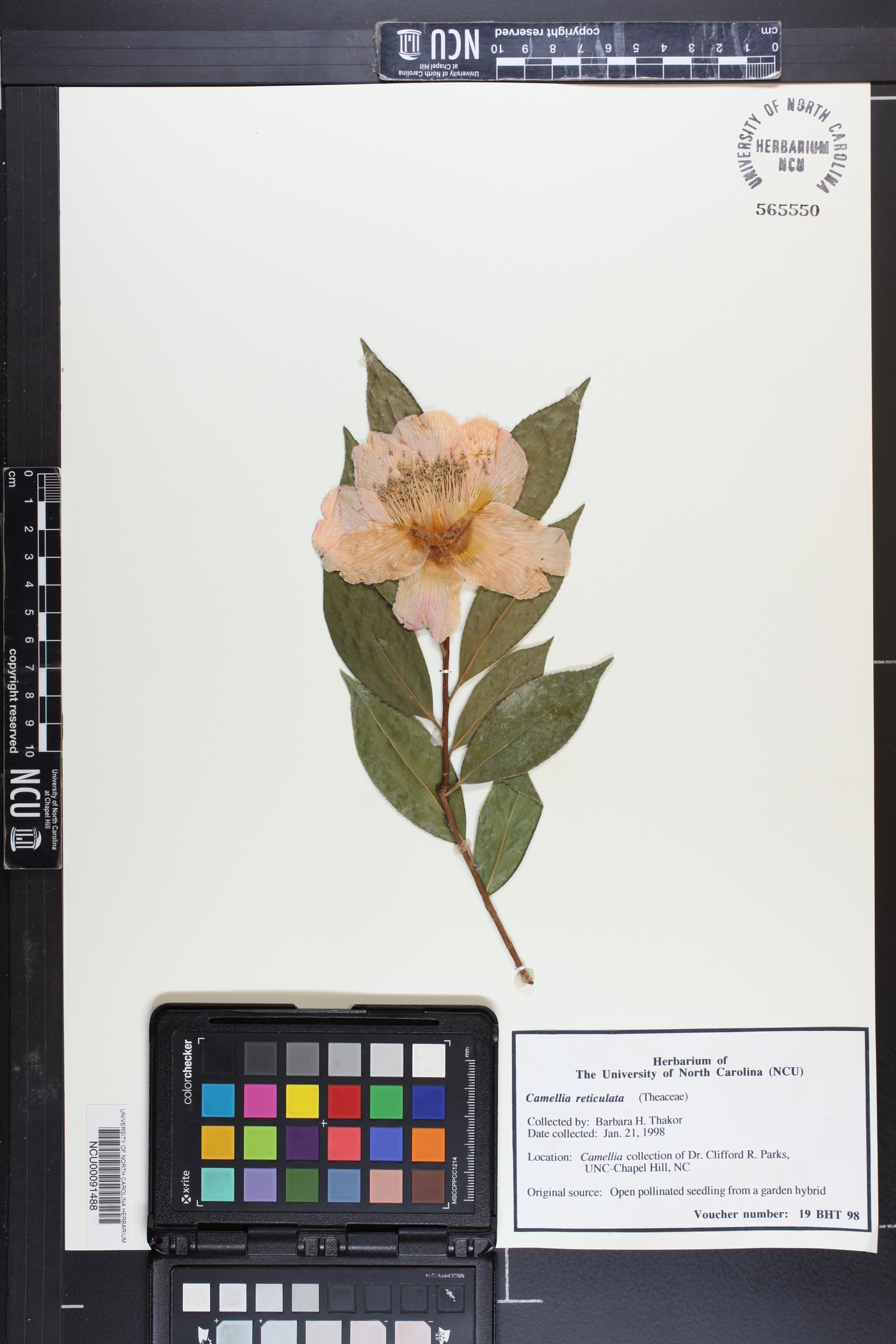 Camellia reticulata image