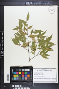 Image of Camellia tsaii