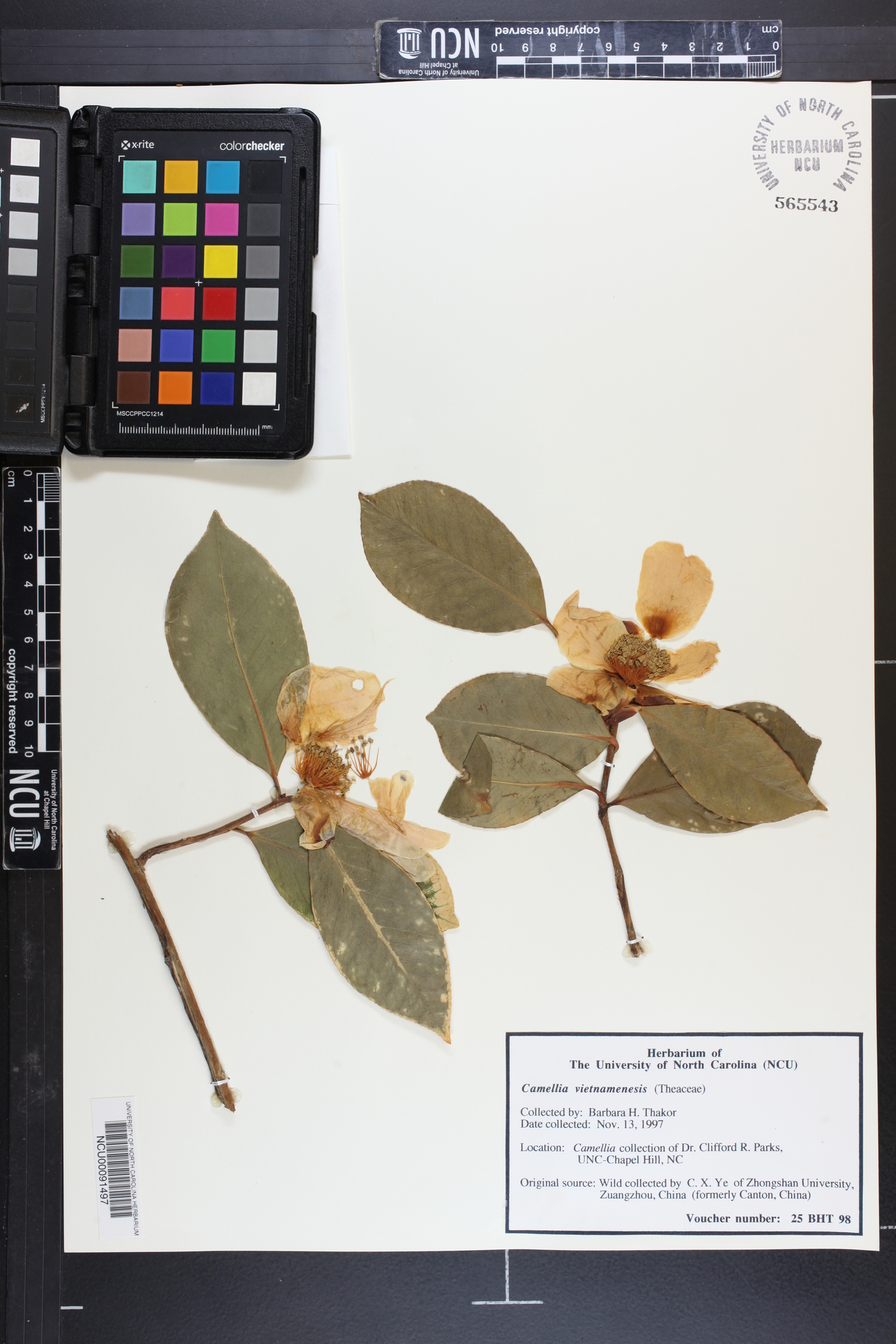 Camellia gauchowensis image