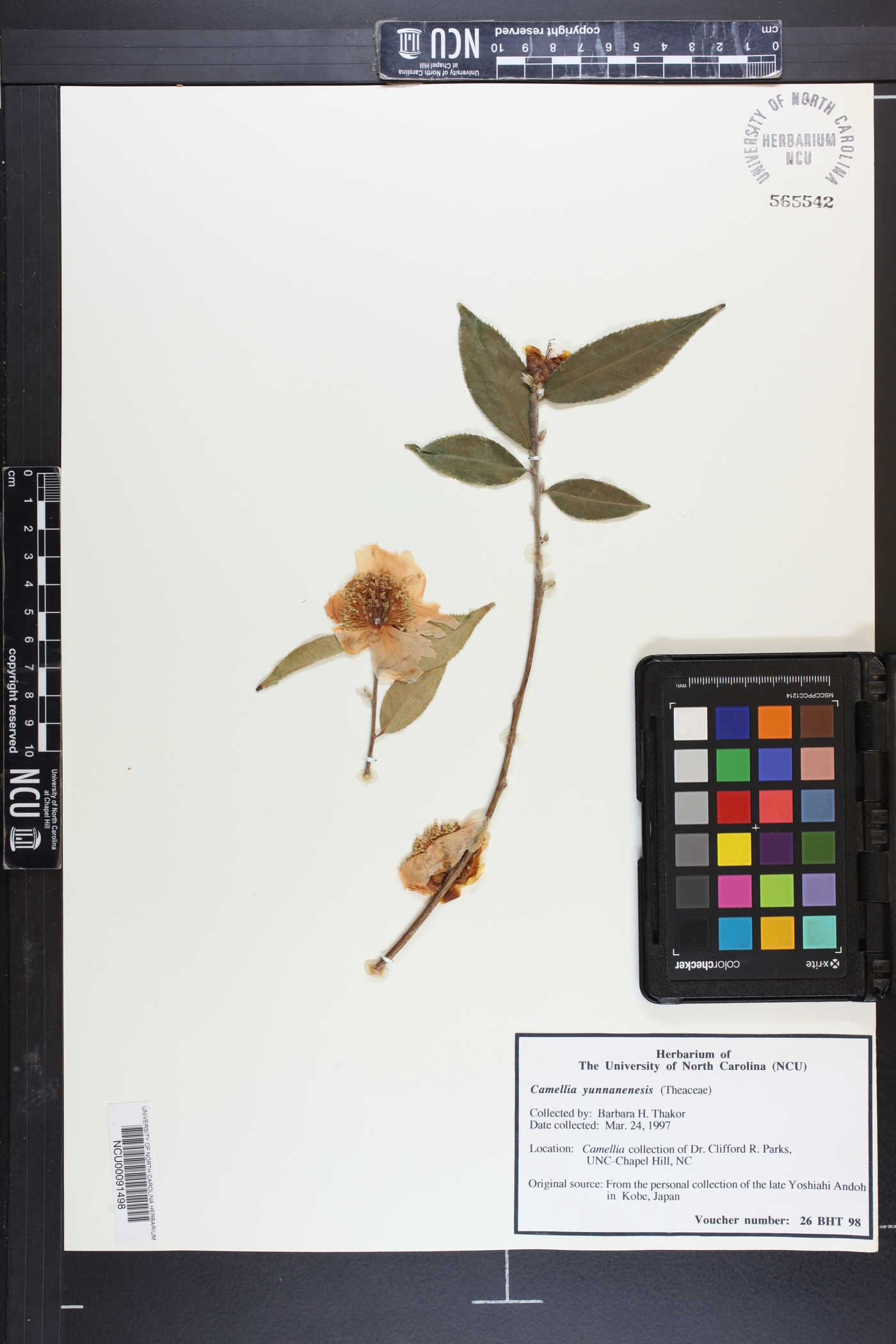 Camellia yunnanensis image