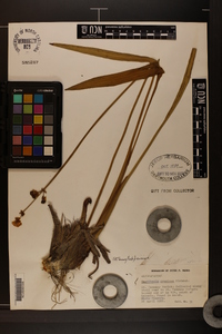 Sagittaria graminea image