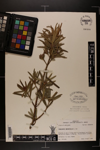 Podocarpus macrophylla image