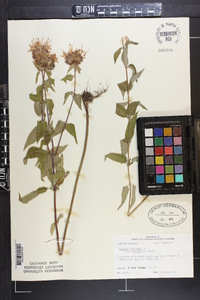 Monarda fistulosa var. mollis image