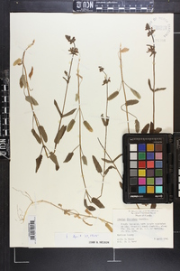 Stachys floridana image