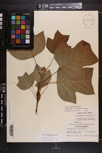 Liriodendron tulipifera var. tulipifera image