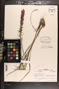 Liatris pycnostachya image