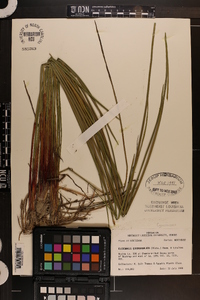 Eleocharis quadrangulata image