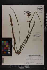 Tradescantia ohiensis image