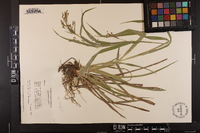 Scirpus lineatus image