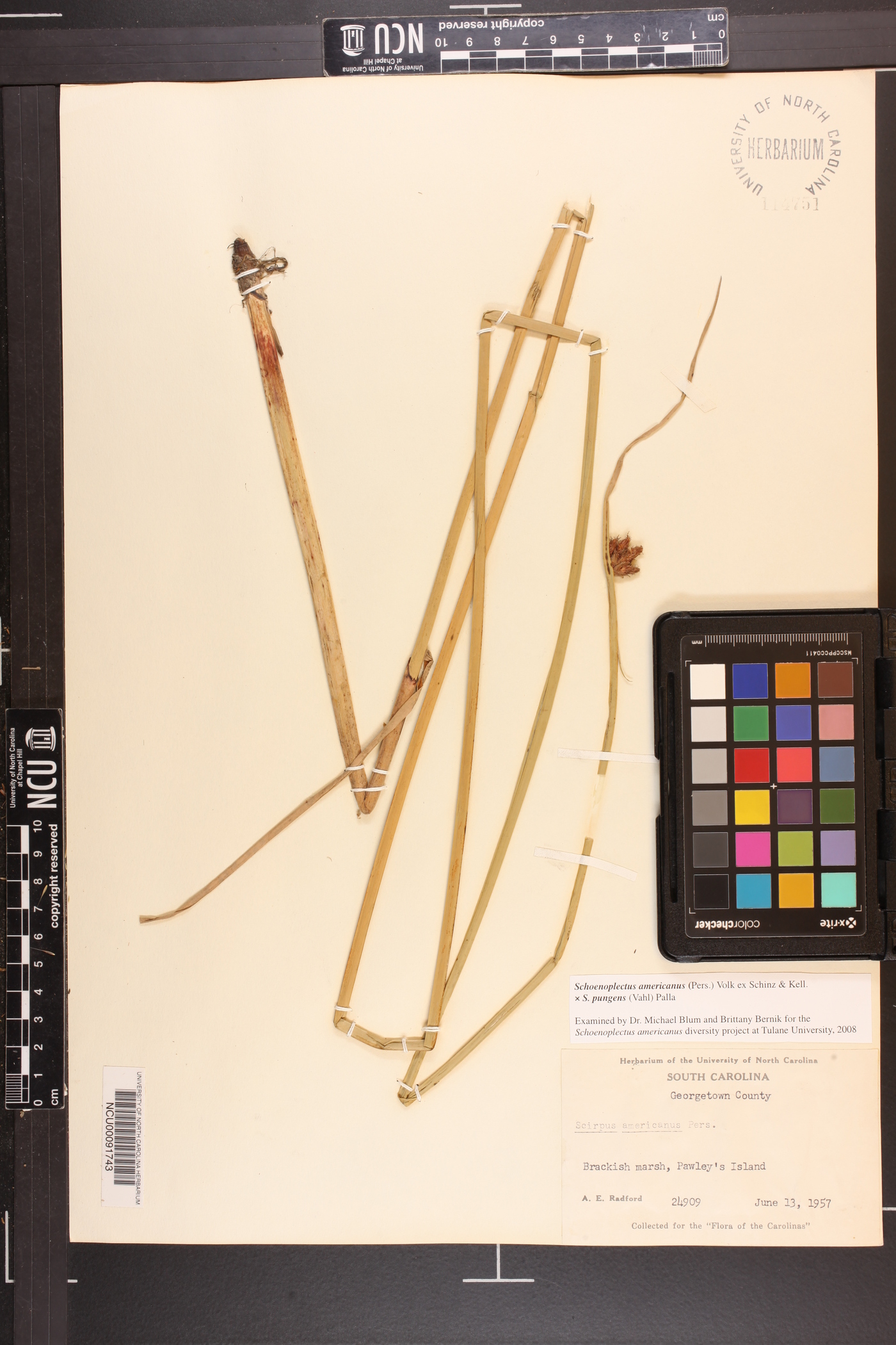 Schoenoplectus x contortus image
