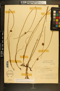 Schoenoplectus americanus image