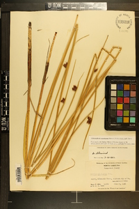 Schoenoplectus americanus image