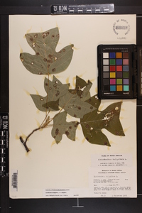 Liriodendron tulipifera var. tulipifera image