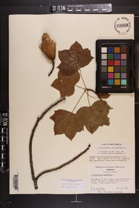 Liriodendron tulipifera var. tulipifera image