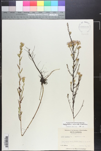 Symphyotrichum simmondsii image