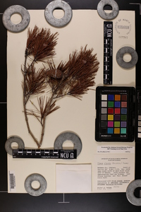 Pinus clausa image