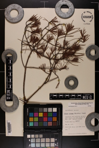 Pinus clausa image