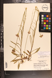 Marshallia tenuifolia image