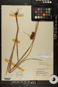 Bolboschoenus robustus image