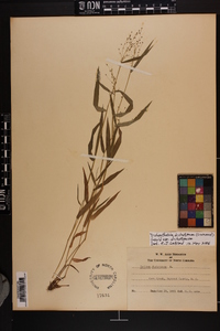 Dichanthelium dichotomum var. dichotomum image