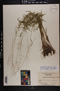 Dichanthelium dichotomum var. ramulosum image