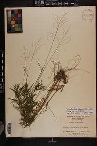 Dichanthelium dichotomum var. dichotomum image