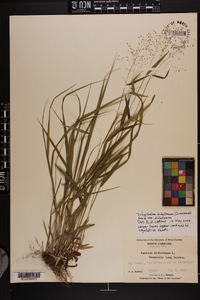 Dichanthelium dichotomum var. dichotomum image