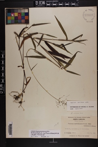 Dichanthelium dichotomum subsp. mattamuskeetense image