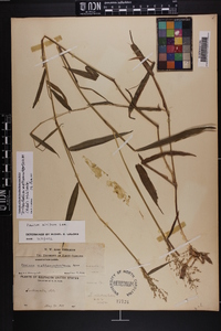 Dichanthelium dichotomum subsp. mattamuskeetense image